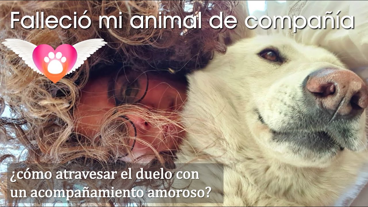 Falleció mi animal de compañía: ¿cómo atravesar el duelo con un acompañamiento amoroso?