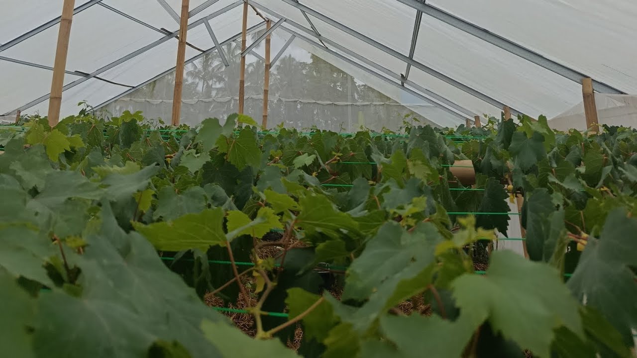 SUDAH MULAI RIMBUN KAWAN ,TEKNIK PEMANGKASAN CABANG ANGGUR AND PERAPIAN CABANG🍇🍇🍇#anggur #berkebun 