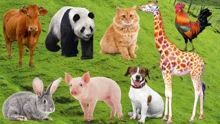 Farm Animal Life: Sheep, Rabbit, Cow, Horse, Chicken, Cat, Dog, Fish, Goat, Capypara – Cute Animals screenshot 4