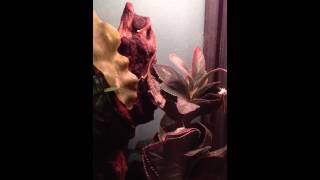 Colin Chameleon Missing His Dinner!!! screenshot 5