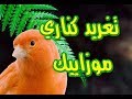 تغريد كناري موزاييك Chant De Canari Mosaïque 