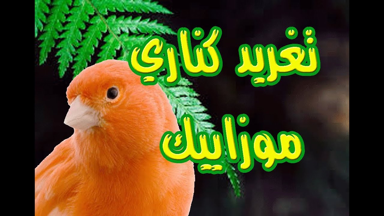 تغريد كناري موزاييك Chant de Canari Mosaïque