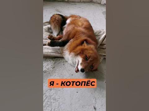 Как выглядит котопёс? 😉 - YouTube
