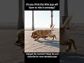 Puppy Pushing a Skateboard with All His Energy | Cute & Funny Dog Moments #shorts