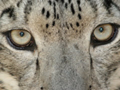 profit and loss statement SNOW LEOPARD VS HAWK!