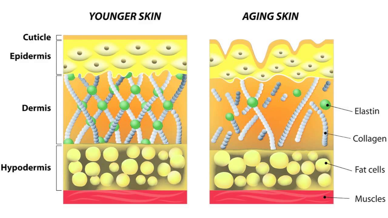 Структура коллагена в коже