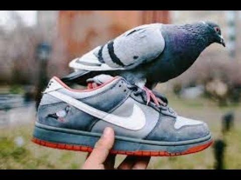 nyc pigeon nike sb