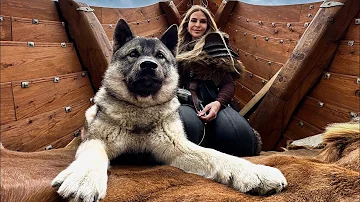 THE NORWEGIAN ELKHOUND - Powerful Hunting Dog of NORWAY