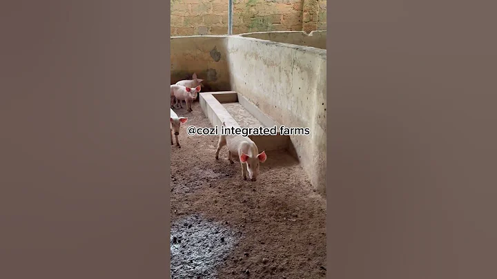 #pigs #adorablepigs #farmlife #happypigs