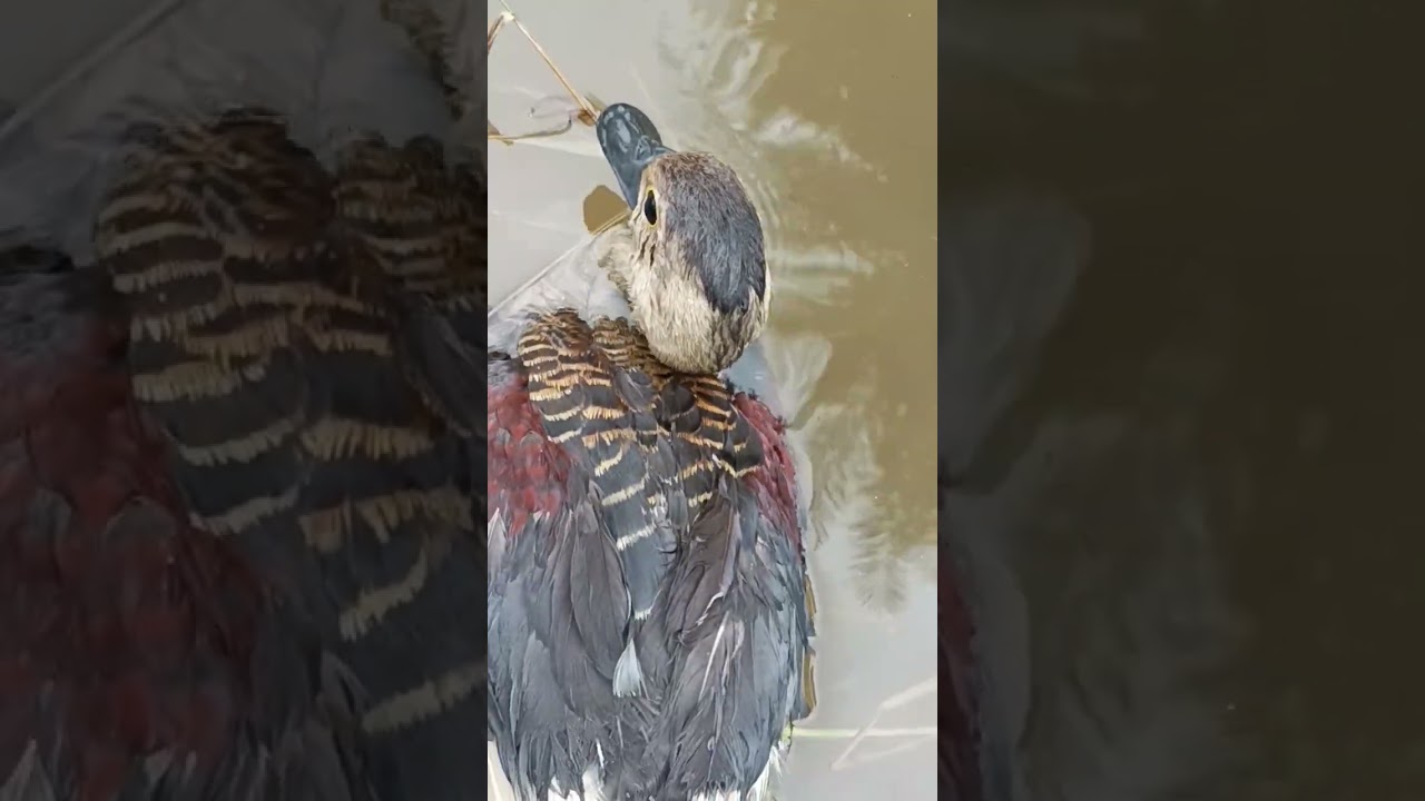 Ringed Teal @RG's Pets Farm