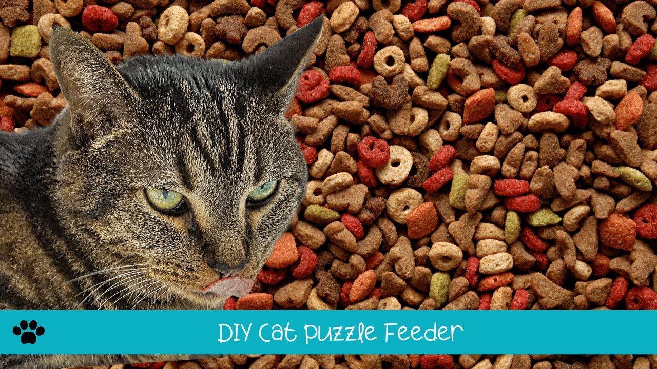 DIY puzzle feeders - Your Cat