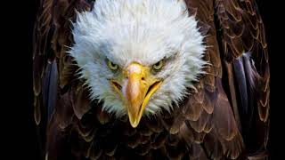 Eagle Sounds To Scare Birds