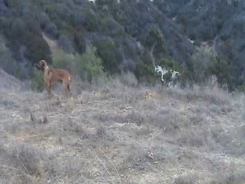 Dogs Play Runyon Canyon