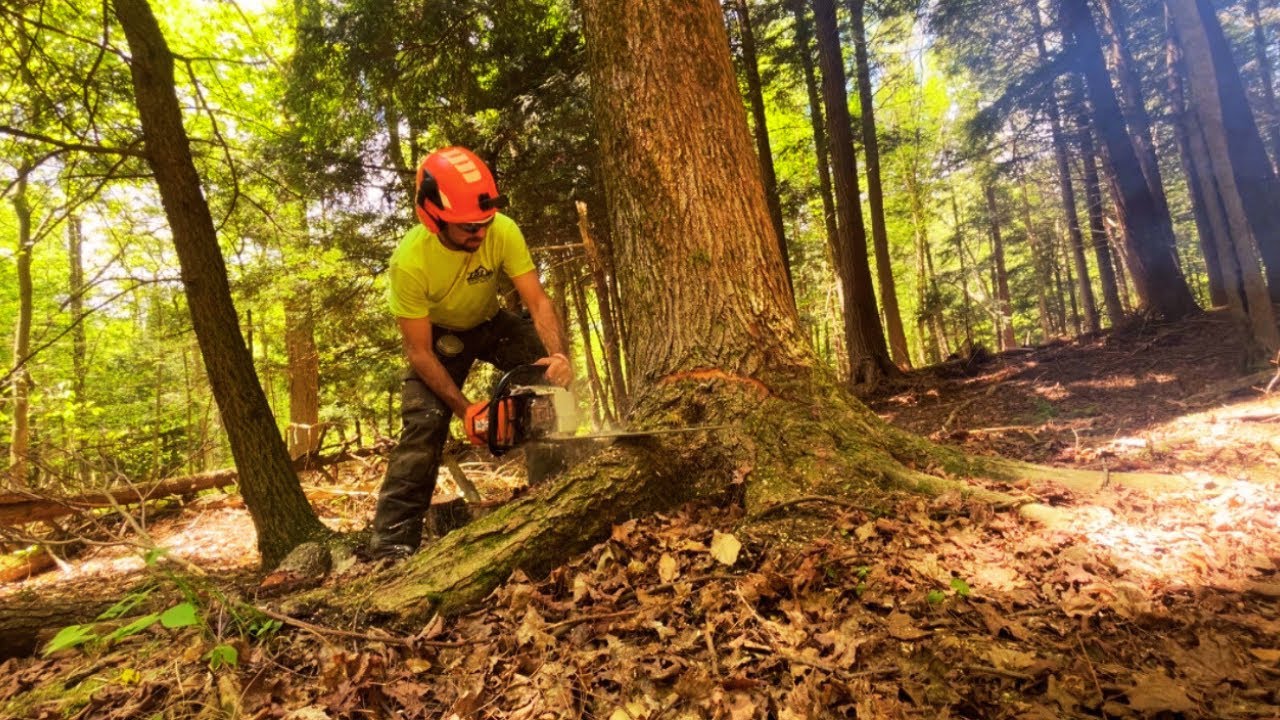 Cutting trees in the woods: The art of timber harvesting - YouTube