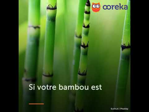 Vidéo: Pourquoi le bambou d'intérieur jaunit-il ?