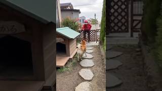 郵便配達の人とは、仲良くしたりする #柴犬 #shibainu #shiba #dog