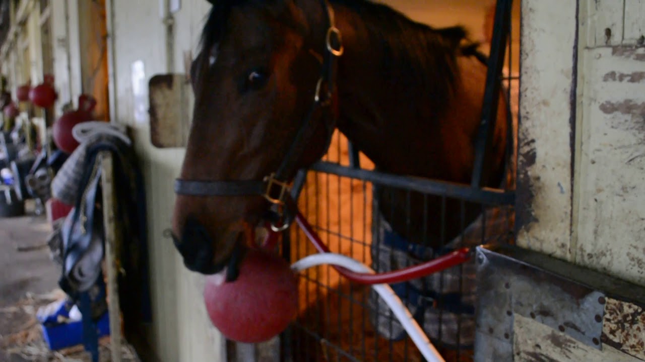 Binkster at Belmont -- March 30, 2019
