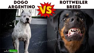 rottweiler vs dogo argentino in hindi || rottweiler vs dogo argentino comparison || dogo argentino