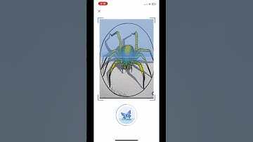 Running My Bug Creations Through an Insect ID App! #artistsonyoutube #bugart #drawing #artprocess