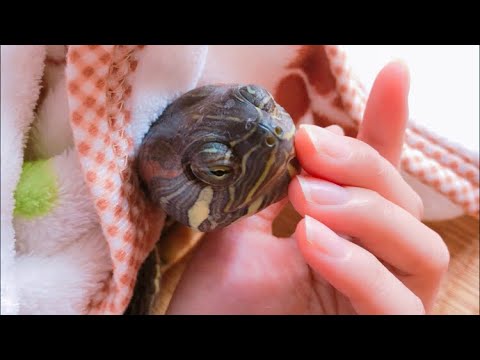 人間に慣れすぎたカメ ミシシッピアカミミガメ アカハラガメ Red Eared Slider Red Bellied Turtle Youtube