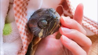 人間に慣れすぎたカメ ミシシッピアカミミガメ＆アカハラガメ  red eared slider & red bellied turtle