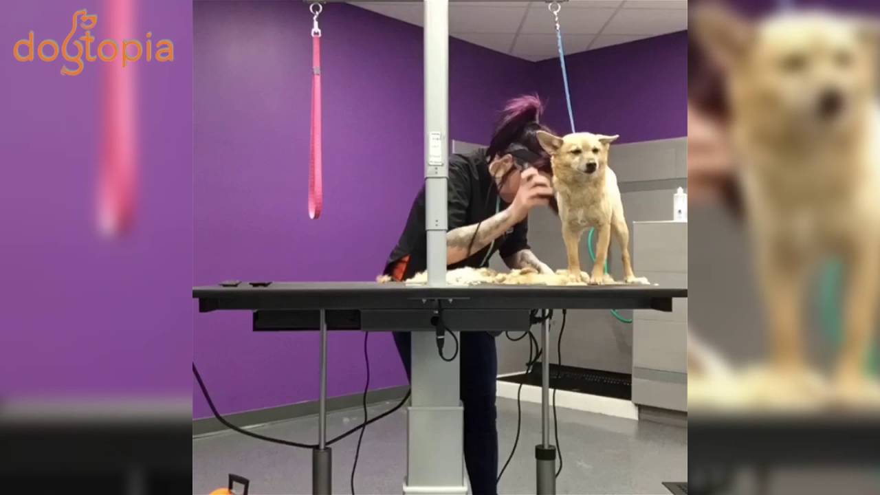 Dogtopia Grooming Peanut the 5yearold ChihuahuaTerrier mix YouTube