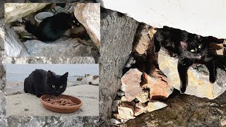 The black cat, abandoned 1 month ago, has been crying ever since and waiting for its owner to return by Adorable Paws 20,621 views 1 month ago 8 minutes, 52 seconds