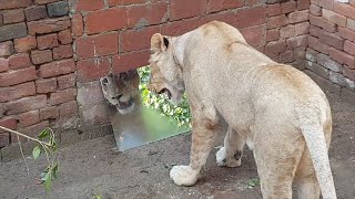 Do Lions Recognize Themselves in the Mirror ?(Animals vs Mirror) #animalshorts #lion