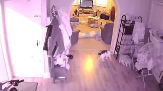 Was my cat chasing a ghost orb