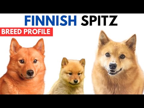 Finnish Spitz Breed Profile History Price Traits Suomenpystykorva Grooming Needs Lifespan