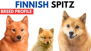 Finnish Spitz Breed Profile History - Price - Traits - Suomenpystykorva Grooming Needs - Lifespan