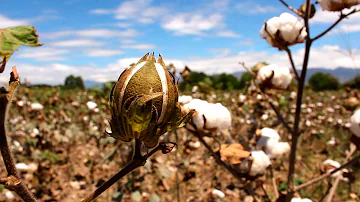 ¿Qué características tiene la planta de algodón?