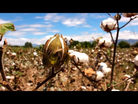 Video: Cuidado de las plantas de algodón: consejos para cultivar algodón con niños