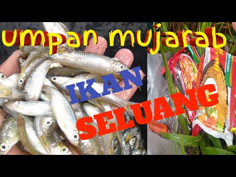 BERKAT UMPAN INI, PANEN RAYA IKAN SELUANG 