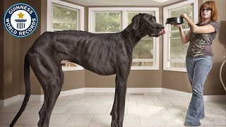 World's Tallest Dog - Meet The Record Breakers - Guinness World Records