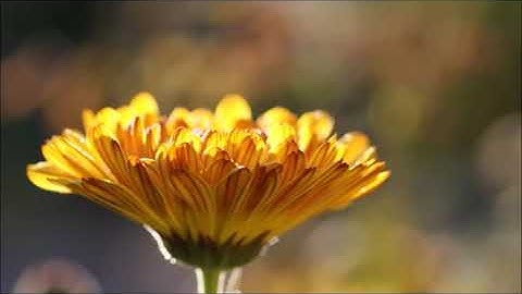 سوره‌تی الإنسان به‌ده‌نگی شیخ ماهر المعيقلي به‌ته‌فسیری کوردی