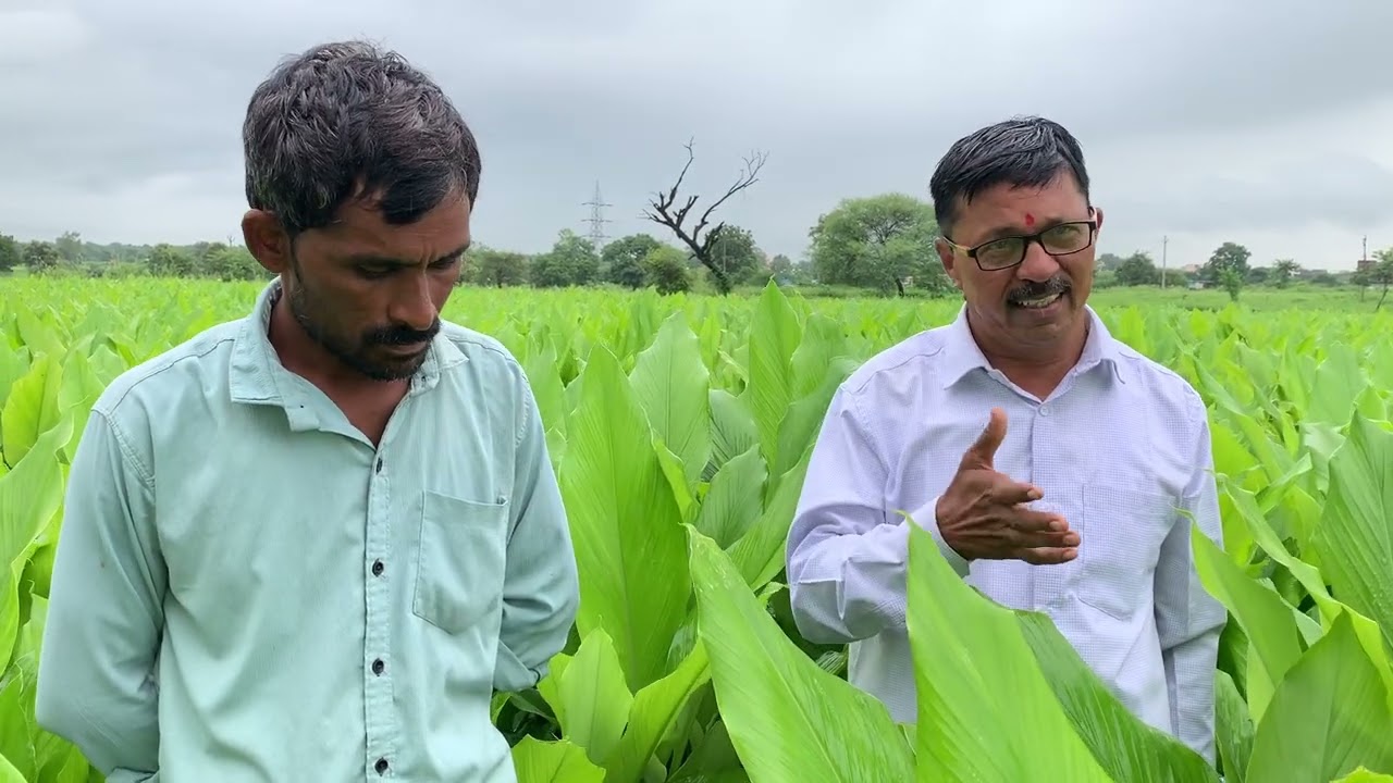 SCT वैदिक हळद 🥐2 महिन्यातच प्लॉट पाहून शेतकरी सांगतायत कीं एकरी 3 ते 4 लाख रुपये होऊ शकतात