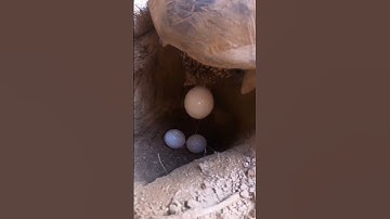 Thumbnail of HOW TORTOISE LAYS EGGS #shorts