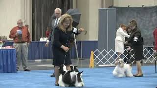 CH Clovercreek's Rock of Refuge Wins Futurity - BOV! by purebredstudios 353 views 3 years ago 8 minutes, 10 seconds