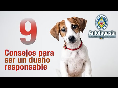 Video: Las 10 cosas más importantes que hacen los dueños de mascotas responsables