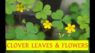 Clover Leaves and Flowers | Clover Leaf | Beautiful Small Flower | Four Leaf Clover ( Good Luck)