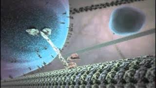 The Inner Life of the Cell Animation