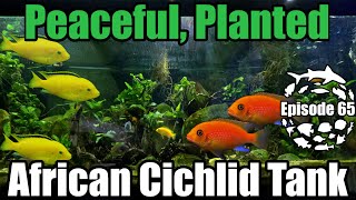 How to keep a Peaceful, Planted African Cichlid Aquarium.