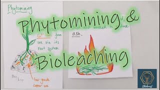 Phytomining & Bioleaching | GCSE Chemistry