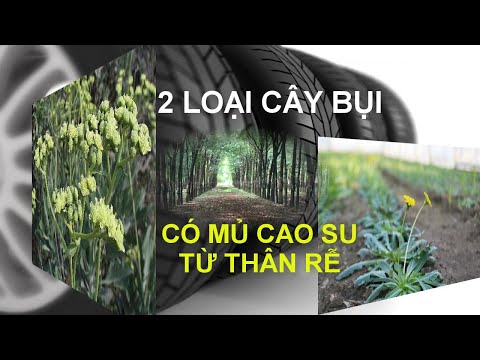 Video: Cây bụi cứng cho Vùng 6: Trồng cây bụi ở Vùng 6