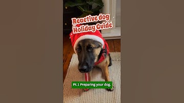 Preparing your anxious/reactive dog for Christmas 🎄 #christmasdog #reactivedog #anxiousdog
