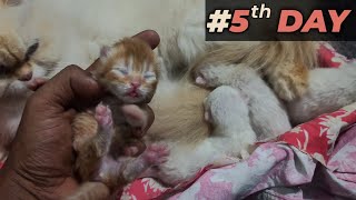 persian cat baby price in India | persian cat newborn baby care | persian cat baby price by IG Pets belgaum 641 views 2 months ago 8 minutes, 18 seconds