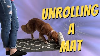 How to teach your dog to unroll a carpet or yoga mat by Mix Match Dog Trick Tutorials 334 views 3 years ago 4 minutes, 4 seconds