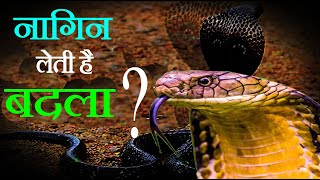 क्या नागिन सच मे बदला लेती है II Does the serpent really take revenge