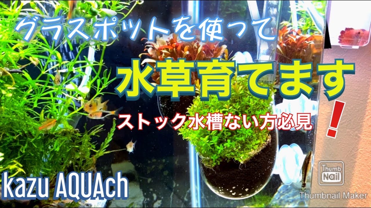 アクアリウム グラスポットで水草育てよう Kazu Aquach Youtube